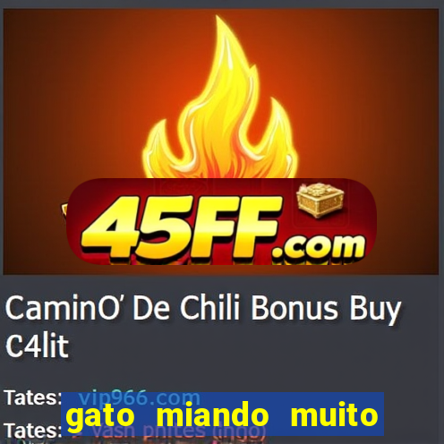 gato miando muito a noite o que fazer